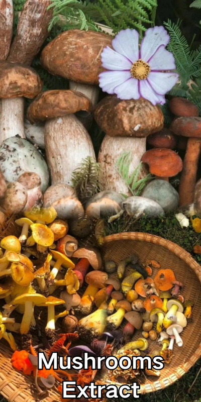 Mushrooms Extract